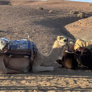 Messenger_creation_8181DD7A-38AA-41C9-92E5-505CEF667A48